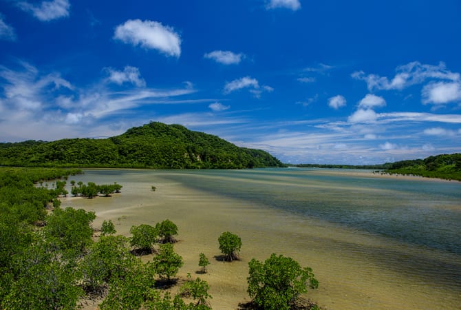 이리오모테섬과 얀바루 – 일본 남쪽 대양, 다양한 생물이 서식하는 대표적인 명소