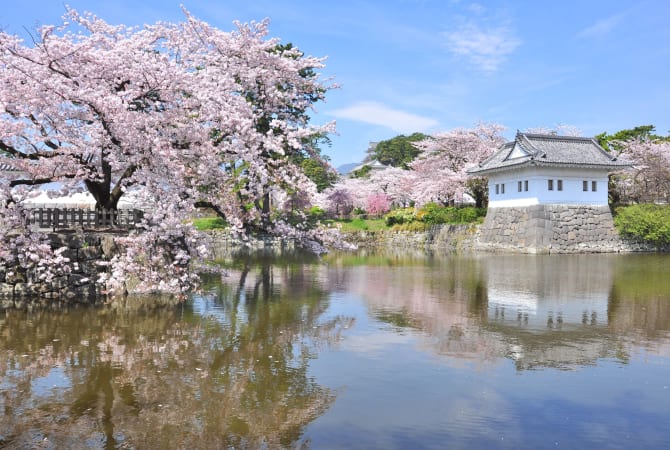 Cherry Blossoms at Odawara Castle