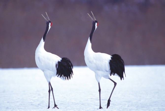 Kushiro Kranichbeobachtung