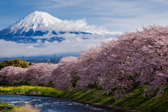 Time for Japan’s Favourite Spring Activity! Hanami Manners and What to Bring