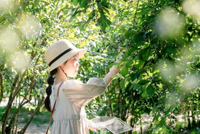 Blueberry Picking on a Tokyo Daytrip