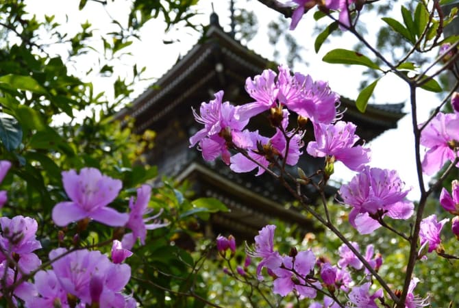 Kyotango’s Spring Flower Temple - Nyoiji
