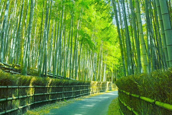 Culinary Adventures in Bamboo