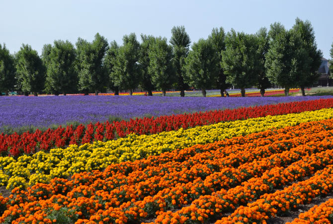Natural Charms of Furano