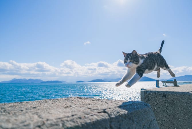 A Trail of Cats: Journey Through Culture, Folklore, and Hidden Destinations
