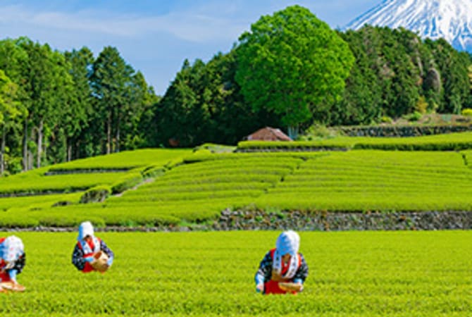 Picking Tea Leaves in Shizuoka