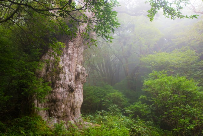 Yakushima