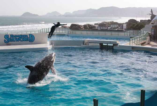 Kamogawa Seaworld