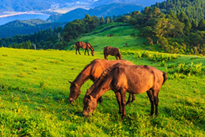 The Wild Horses of Cape Toi