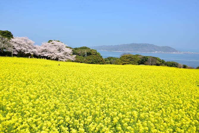 Nokonoshima Island