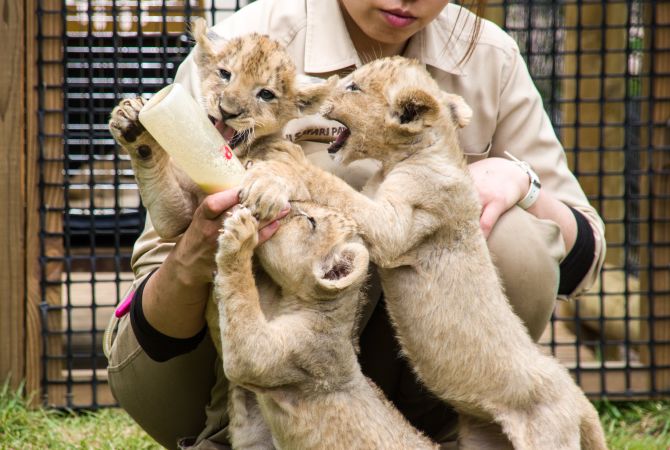 fuji safari park wiki