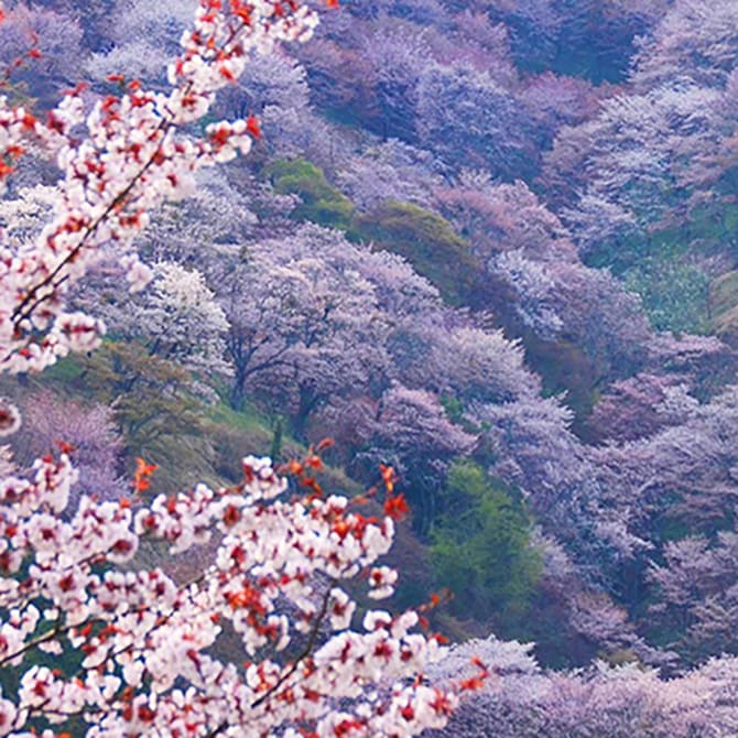 Follow the cherry blossom trail from Mt. Yoshino in Nara to eastern Kyoto