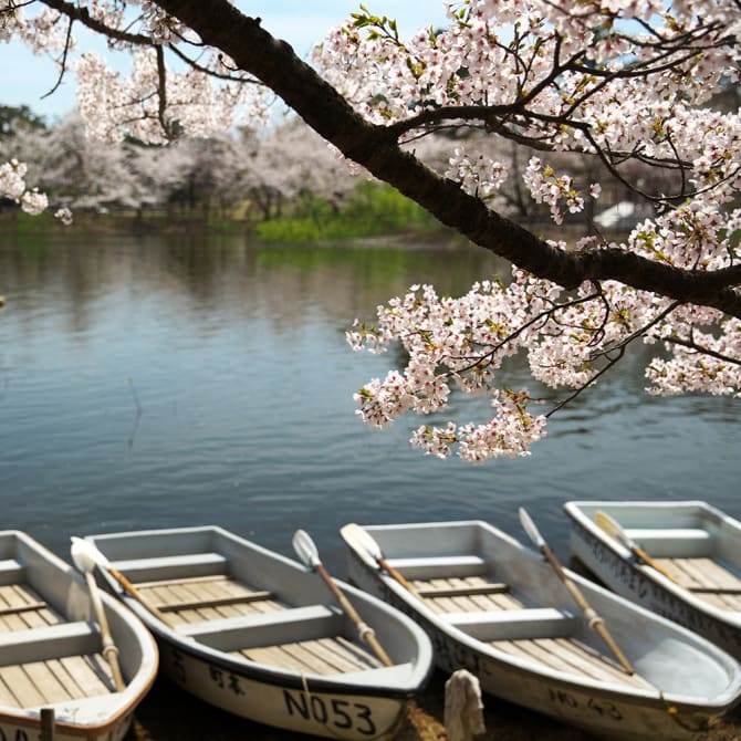 Cherry blossoms without crowds at Ichifusa Dam Lake in Kumamoto
