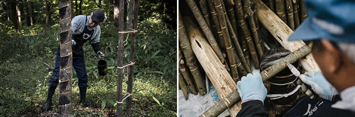 Rear surface extraction. (left) Tappers even extract sap from the tree’s branches. (right)