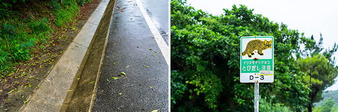 Roadside gutters (left) and a warning to drivers about Iriomote cats (right)