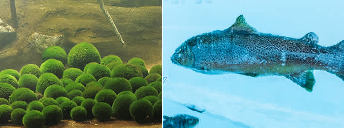 Lake Akan is a habitat for marimo (left), and sockeye salmon (right).