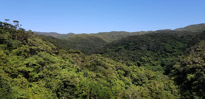 Yanbaru is dominated by a large evergreen forest—a phenomenon in a subtropical climate