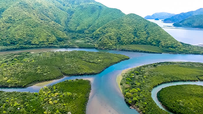 The mangrove forests at Sumiyo