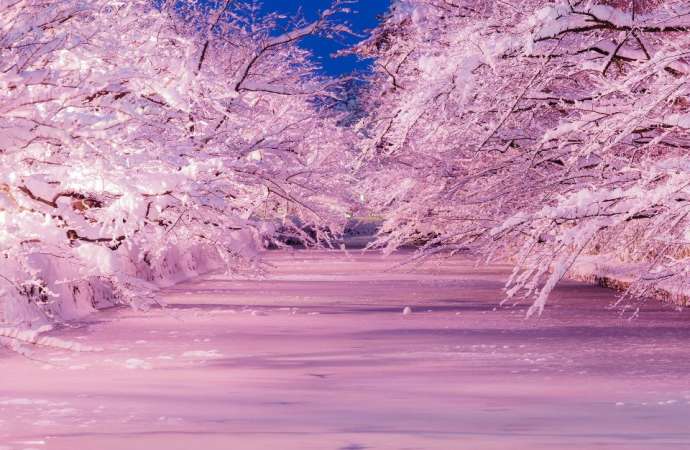 Winter blossom top