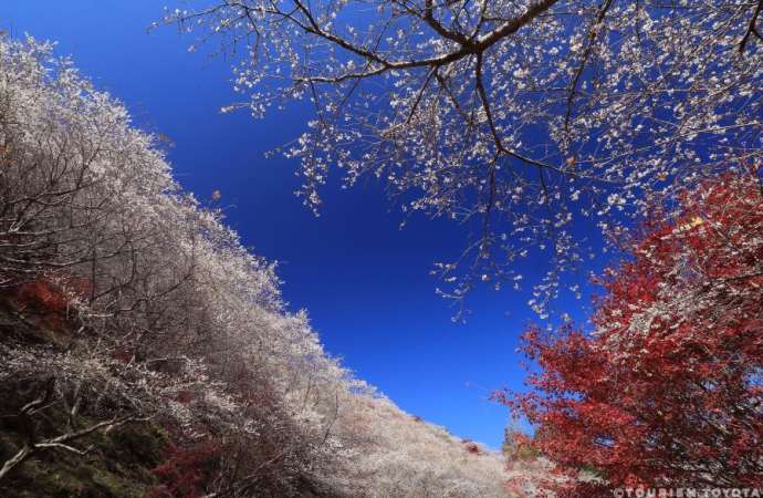 Cherry sales blossom fall