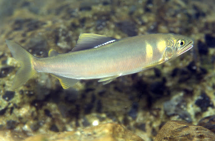 The Ryukyu ayu fish