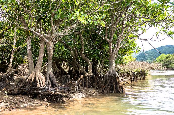 The “knee roots” of ohirugi mangrove trees