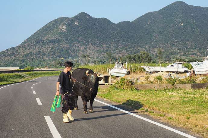 Bullfighting has been a part of Tokunoshima culture for centuries