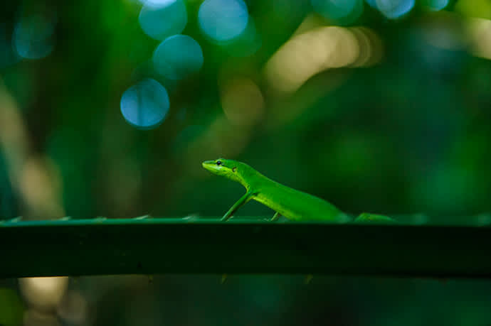 The endangered Sakishima grass lizard is native to the Yaeyama Islands