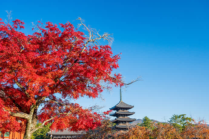 The five-story pagoda and autumn leaves at Kofukuji Temple.