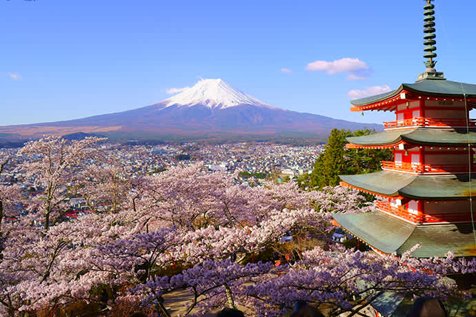 The spring cherry blossoms bloom at Arakurayama Sengen Park.