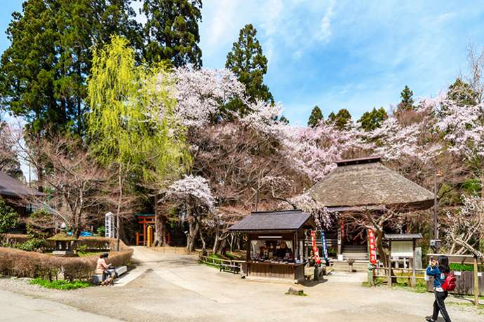 Structures at Chusonji Temple, surrounded by cherry blossoms.