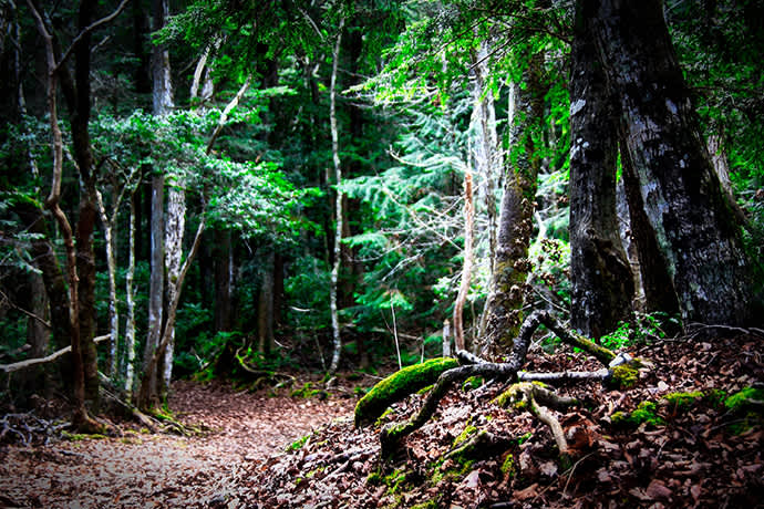 The entrance to Aokigahara Forest at the base of Mt. Fuji.