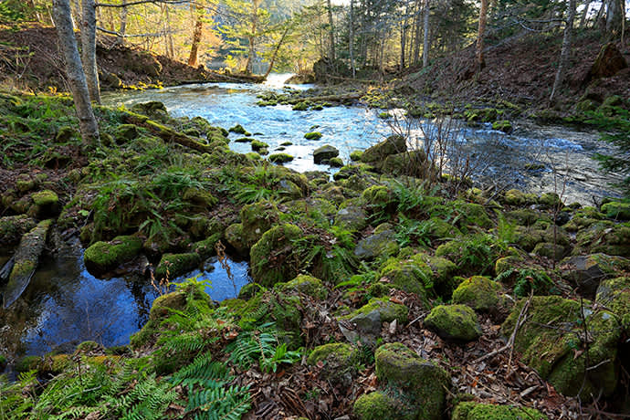 The Bokke Forest is home to wildlife endemic to Hokkaido.