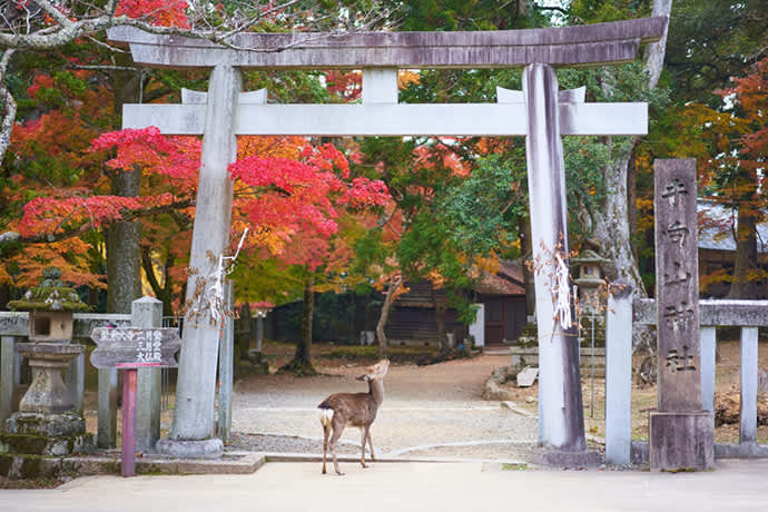 A deer in front of Tamukeyama Hachiman Shrine.