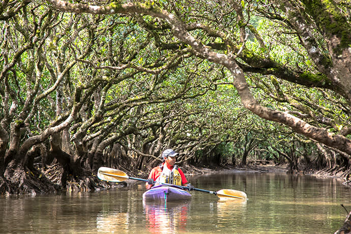 nglish-language tours through the mangroves are offered at the Kuroshio no Mori Mangrove Park