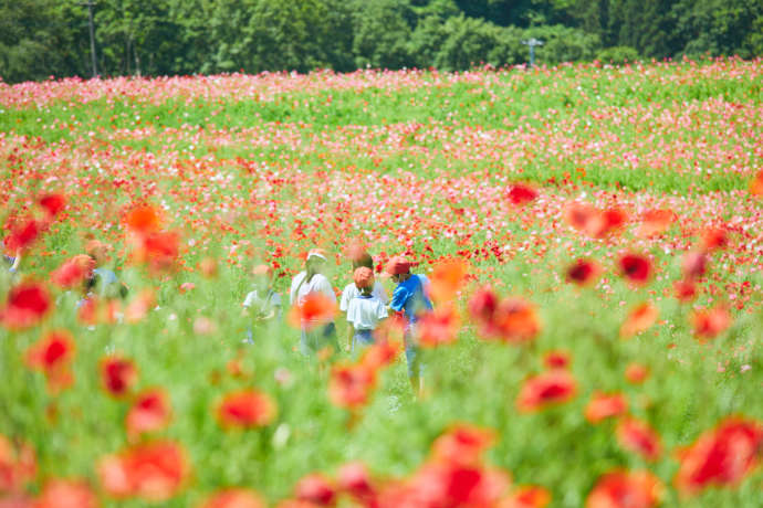15 million flowers are in beautiful bloom right now at Saitama's field of  Heavenly Poppies