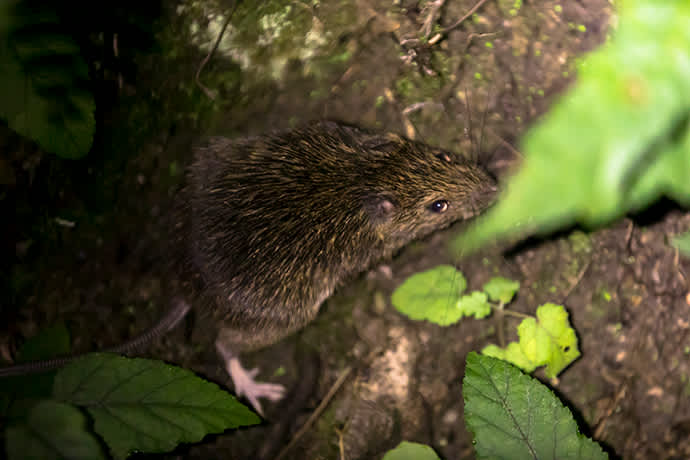 The Amami spiny rat