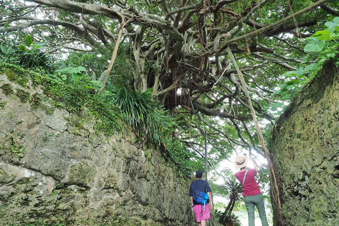 A Chinese banyan grows atop a stone wall