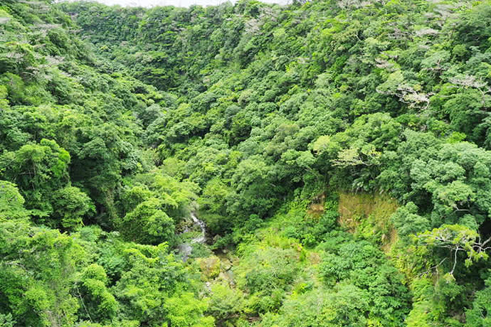 Laurel forests cover Shikaura Gorge