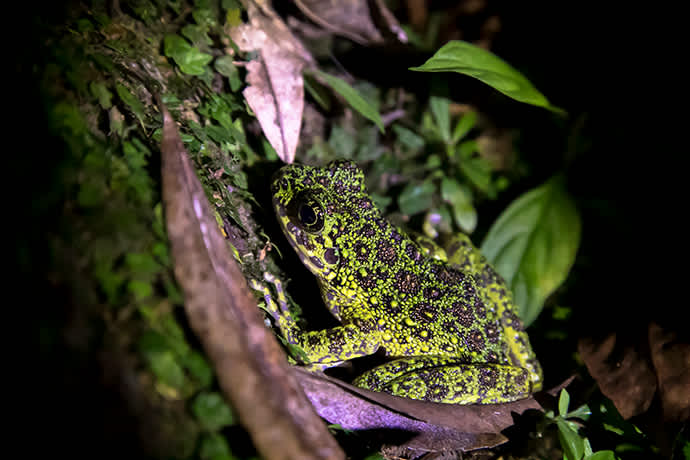 The Amami Ishikawa’s frog