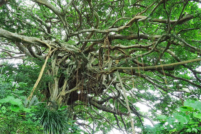 Chinese banyan trees