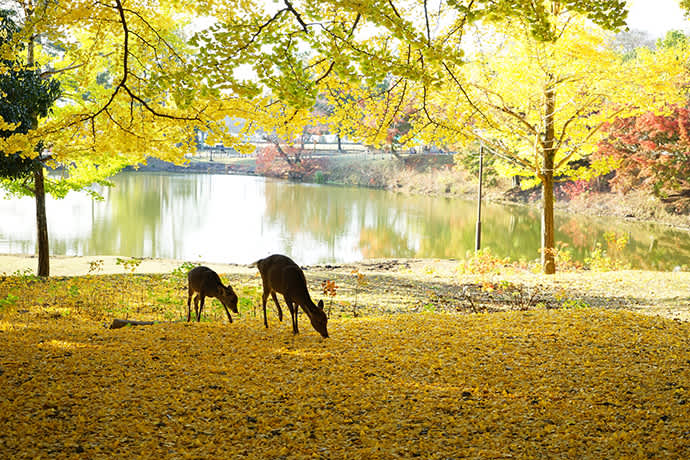 Deer among the autumn leaves in Nara Park.