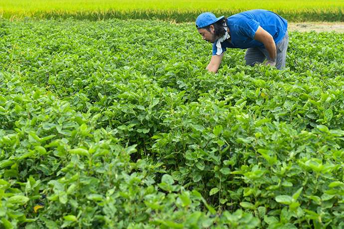 Kenta tends to a field of Japanese indigo plants