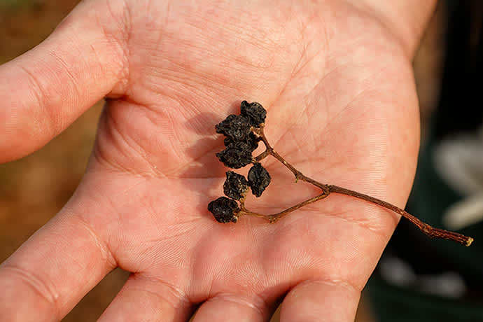 The berries of the amur cork tree have a citrusy flavor, with a hint of bitterness.