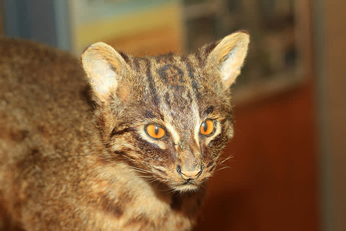 The Iriomote cat is listed as critically endangered on the IUCN Red List