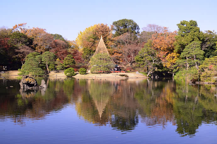 Rikugien Gardens in the fall. Around 560 trees break into fall colors in late-November.