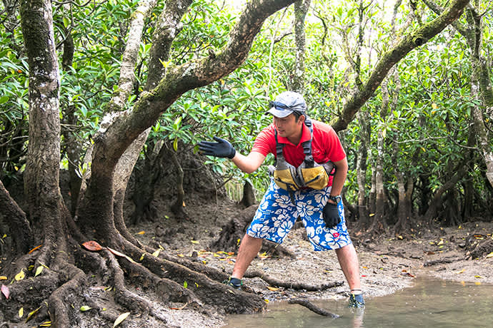 The sturdy buttress roots of the mehirugi mangrove