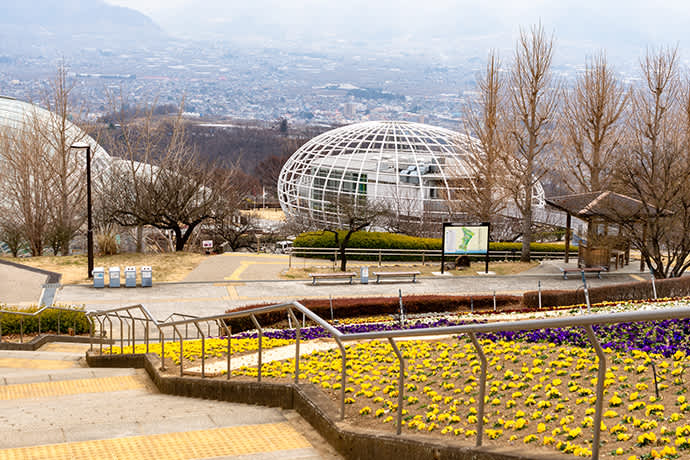 Discover Yamanashi local fruits at Fuefukigawa Fruit Park.