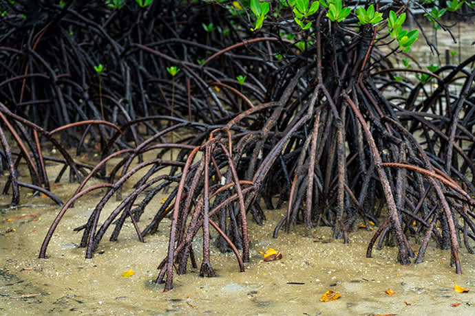 The thin, branch-like roots of the Yaeyama hirugi mangrove work to filter out the salt from the brackish water