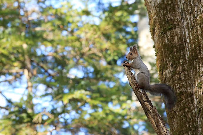 Look out for Ezo squirrels in Bokke Forest.